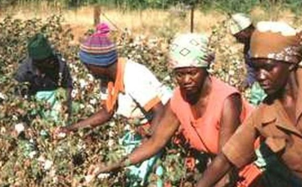 Coton : le Mali, premier producteur en Afrique