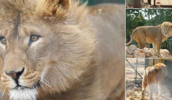 ​Syrie : deux lions exilés en Afrique du Sud
