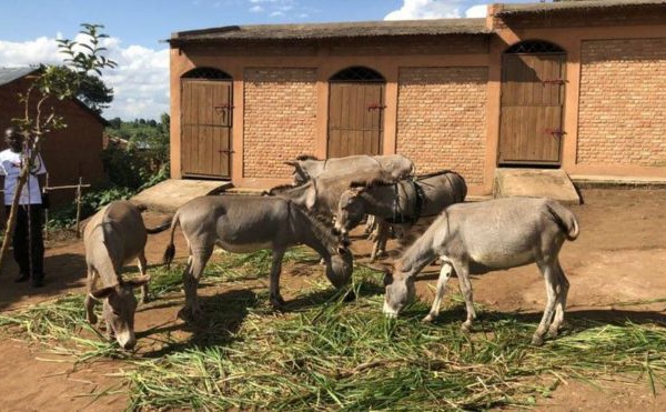 ​Bujumbura refuse les ânes offerts par Paris