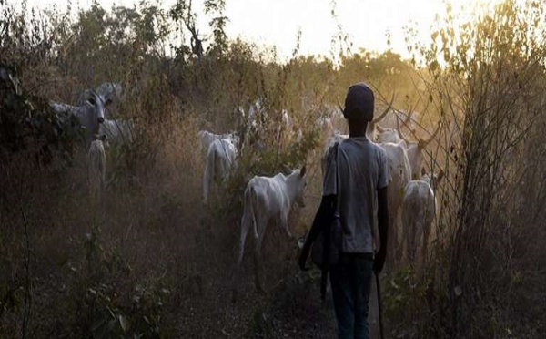 ​Plus de 200 morts dans des affrontements entre éleveurs et agriculteurs au Nigeria
