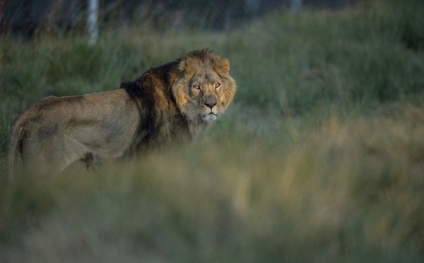 ​Des braconniers dévorés par des lions en Afrique du Sud