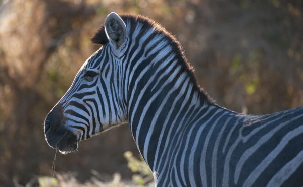 ​Un zoo égyptien accusé d'avoir 'peint un âne en zèbre'