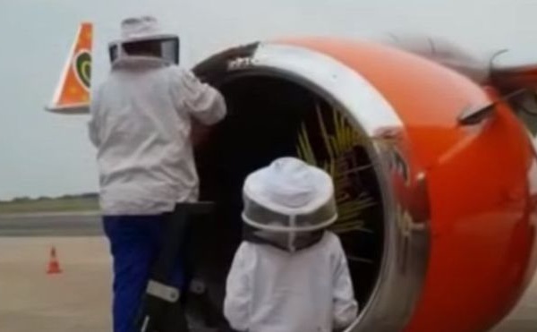 Des vols d'avion retardés par des abeilles