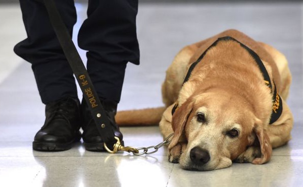 Des chiens renifleurs pour aider à éradiquer le paludisme