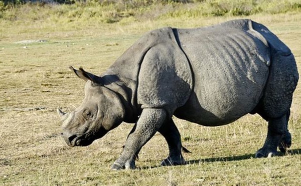 Des chinois arrêtés au Zimbabwe pour trafic de cornes de rhinocéros