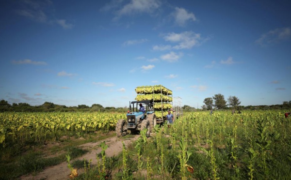 Zimbabwe: les fermiers blancs expulsés par Mugabe vont être indemnisés