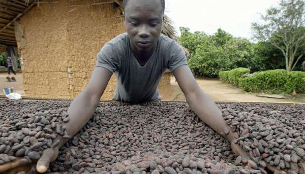Menace sur le chocolat après la suspension des ventes de cacao du Ghana et de la Côte d’Ivoire