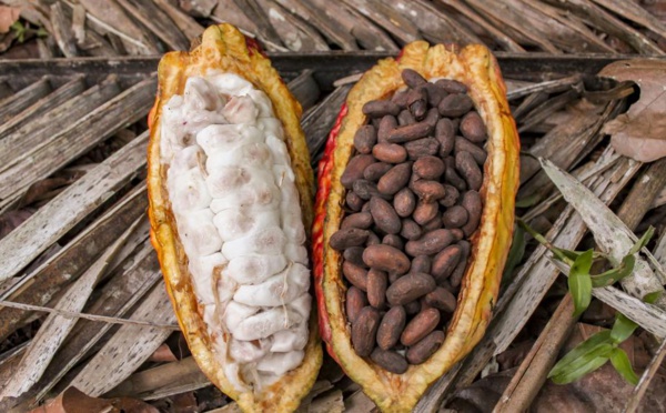 Cacao: Accra et Abidjan imposent un mécanisme de compensation