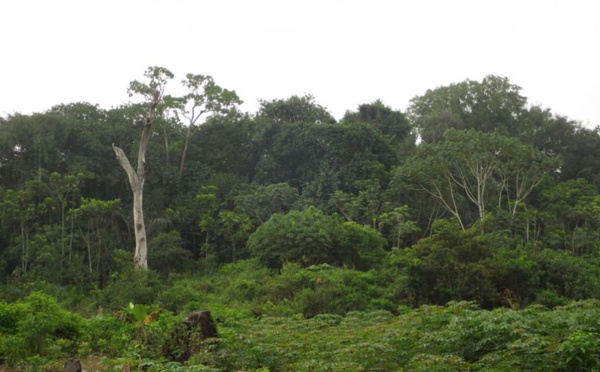 Côte d’Ivoire: un nouveau code pour reboiser et encadrer l’agroforestière