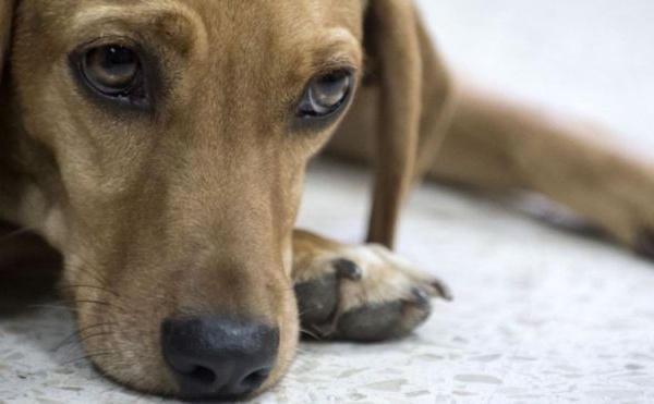 Un chien ‘porte plainte’ contre sa maîtresse