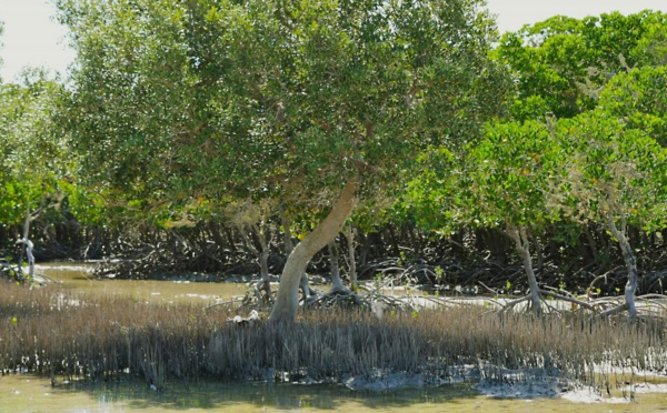 Madagascar: WWF alerte sur la disparition des mangroves