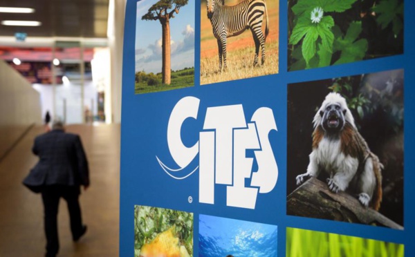 Trafic de bois de rose: la RDC également touchée