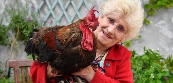 Un coq accusé de nuisance sonore en France gagne son procès