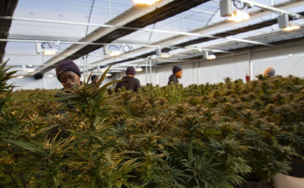 Lesotho, au royaume où le cannabis se transforme en «or vert»
