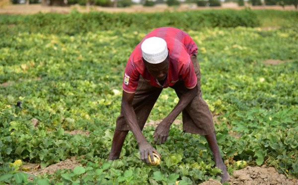 La lutte contre les criquets au Sahel, cruciale en pleine campagne agricole