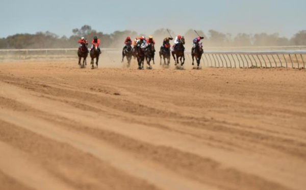 L'Australie choquée par un reportage sur l'abattage massif de chevaux de course
