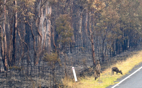 Un demi-milliard d’animaux morts en Australie, un chiffre à prendre avec prudence