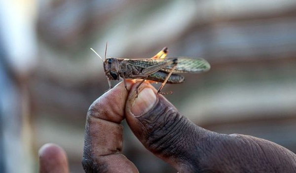 Des criquets déroutent un avion d'Ethiopian Airlines
