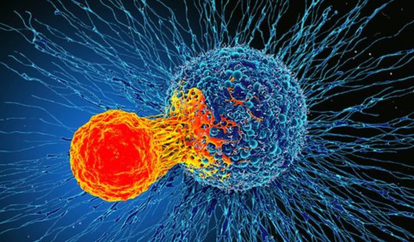 Une nouvelle découverte dans le système immunitaire "pourrait traiter tous les cancers"