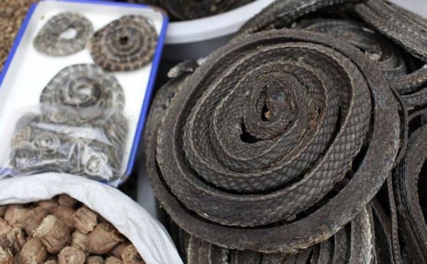 Le Coronavirus, une bénédiction pour les animaux sauvages ?