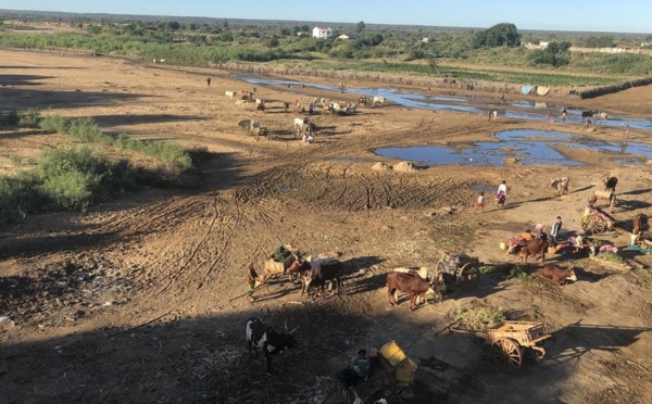 Sécheresse à Madagascar: 500 000 personnes souffrent d'insécurité alimentaire