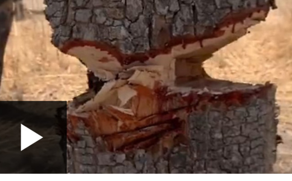 La Gambie a exporté plus de 300 000 tonnes de bois de rose vers la Chine