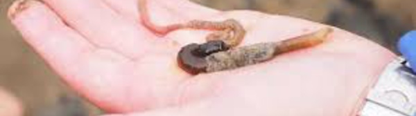 Covid-19 : un essai clinique avec du sang de ver marin démarre en France