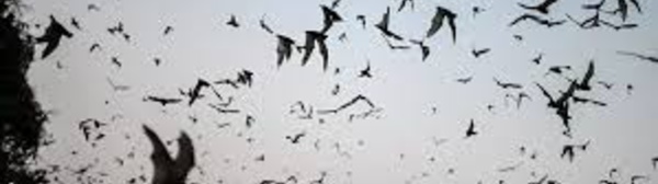 Coronavirus : "Il est primordial d'enquêter sur l'origine animale de la pandémie"