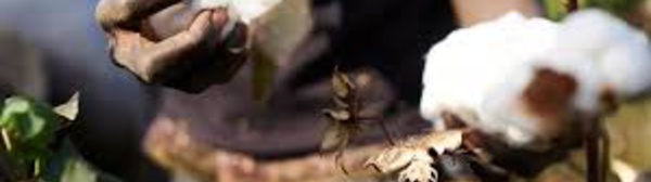 Les producteurs de coton en crise au Mali