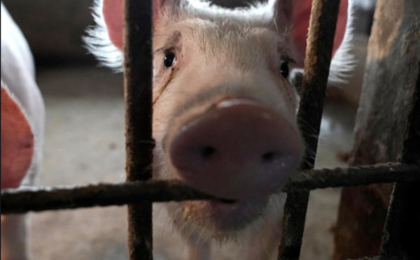 Le virus G4, cette grippe porcine qui suscite la crainte d’une nouvelle pandémie