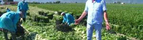 Frappé par le Covid-19, le secteur agricole italien à la peine