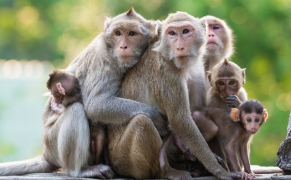 Un vaccin américain contre le Covid-19 donne des résultats prometteurs chez les singes