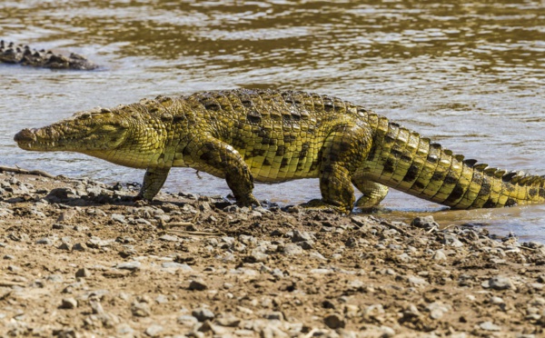 Guinée-Bissau: des crocodiles envahissent la capitale après des inondations