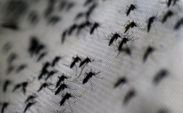Des nuages de moustiques tueurs ravagent le sud des États-Unis