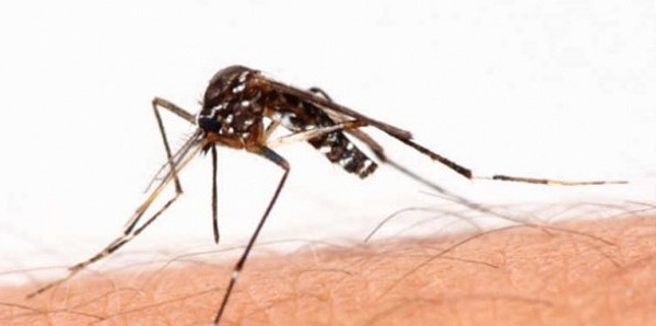 Paludisme : un moustique asiatique menace les villes africaines