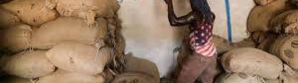 Côte d'Ivoire: le cacao s'invite dans la campagne présidentielle