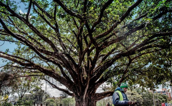 Le mystique figuier centenaire qui fait reculer les autorités kenyanes