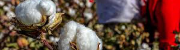 Un rapport dénonce le travail forcé en Chine d'un demi-million d'Ouïghours dans le coton