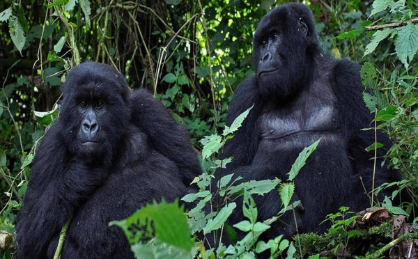 En Californie, des gorilles du zoo de San Diego testés positifs au Covid-19