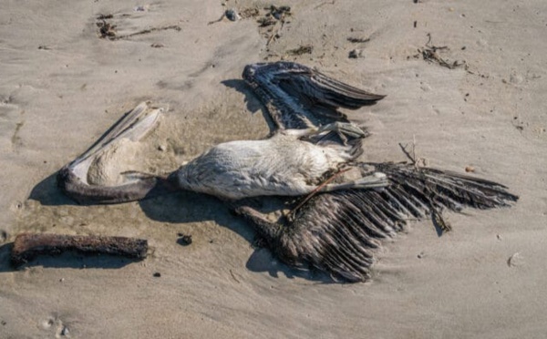 Mauritanie : le virus H5N1 de la grippe aviaire présent au Parc national du Diawling