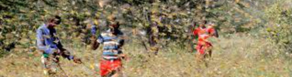 Le Kenya confronté à une deuxième vague de criquets pèlerins