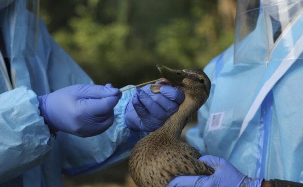 Grippe aviaire H5N8: la Russie dit avoir détecté le premier cas de transmission à l'humain