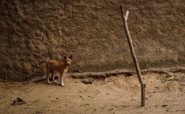 Au Mali, le trafic de viande de chien, un business qui prospère chez les plus démunis
