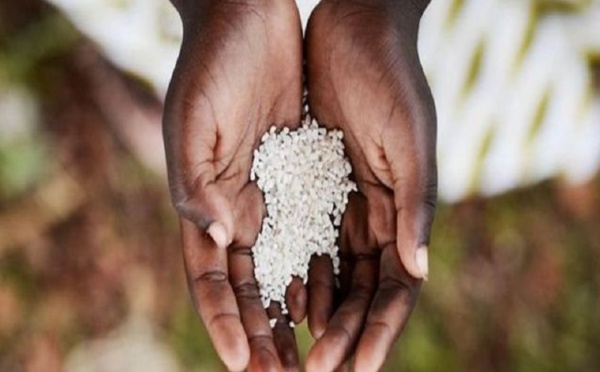 L'histoire des esclaves ouest-africaines qui ont apporté la culture du riz en Amérique