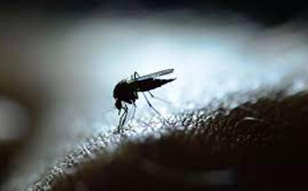 De nouveaux essais cliniques menés en Afrique dans la lutte contre le paludisme