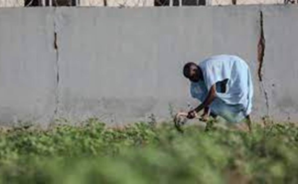 Nigeria : l'ICG fait le point sur le programme agropastoral du gouvernement