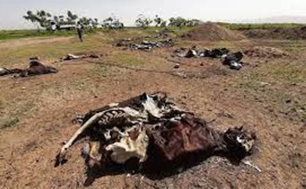 Éthiopie: au Tigré, le désarroi des habitants de Mekoni après la destruction de l’entreprise agricole