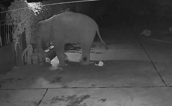Chine: des éléphants en excursion traversent les villes et pillent les récoltes