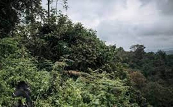 RDC : des ONG dénoncent l'octroi « illégal » de concessions de forêt à l’entreprise Tradelink