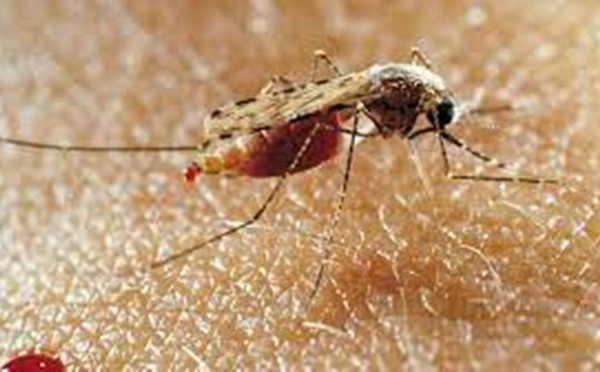 Chine: le paludisme éradiqué dans le pays après 70 ans de lutte